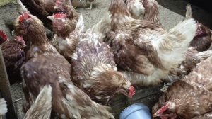 Почему не несутся молодые куры- молодки