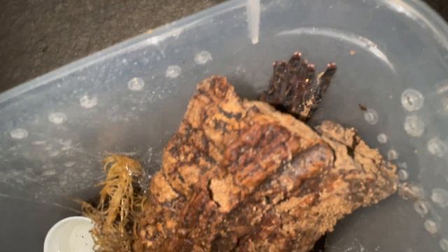 Poecilotheria ornata molt update! смотреть онлайн