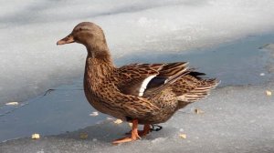 Вызаривание подсадной утки