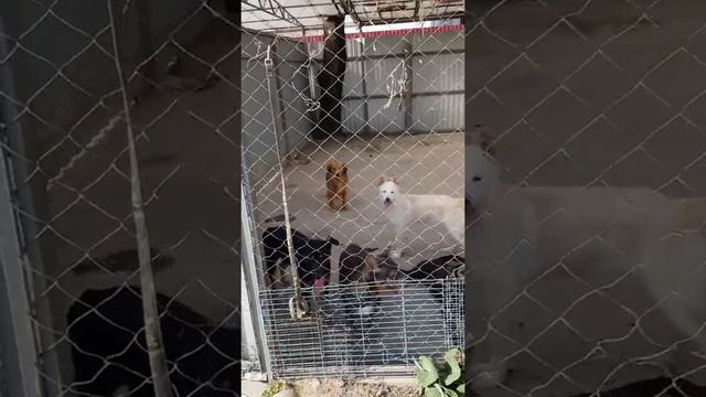 Возьми друга в приюте Краснодог! смотреть онлайн
