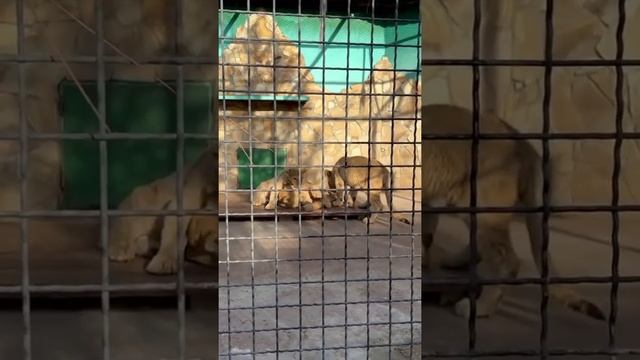 Львята играют,январь 2022 смотреть онлайн