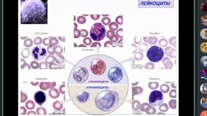 Лекция 5. Ткань внутренней среды. Кровь | Глинкина В.В.