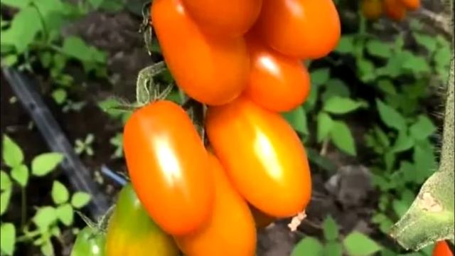 Топ-7 Самых Урожайных Раннеспелых Желтых Томатов для вашего огорода и теплицы смотреть онлайн