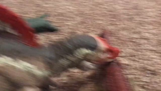Spinosaurus Vs Sarcosuchus Dino Battles