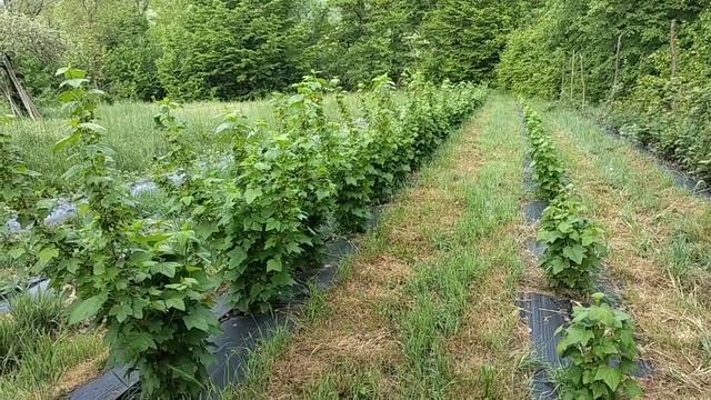 Підживлення смородини, плодоношення, перший врожай смородини смотреть онлайн
