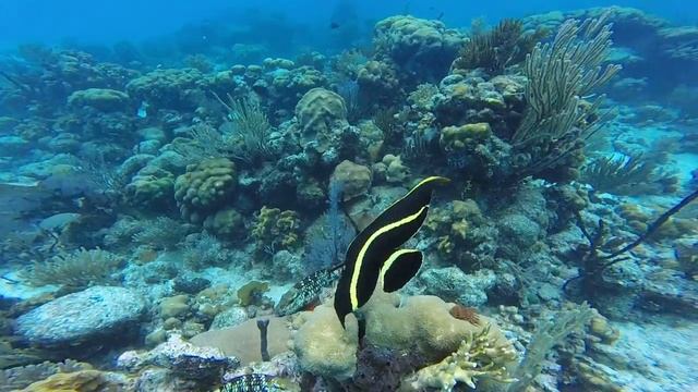 Playa Giron - poisson ange jeune à Punta Perdriz - julio 2015 - Cuba смотреть онлайн