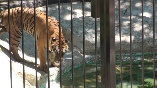 В тайском зоопарке Кхао Кхе, часть 6 смотреть онлайн