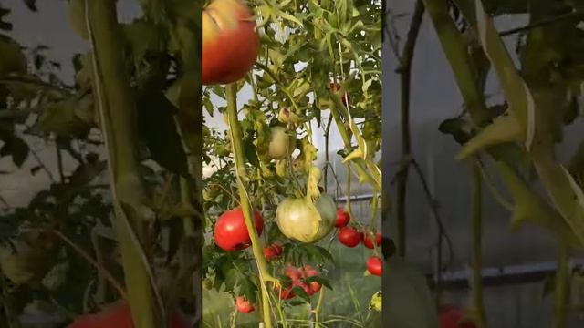 Томаты Бийская роза