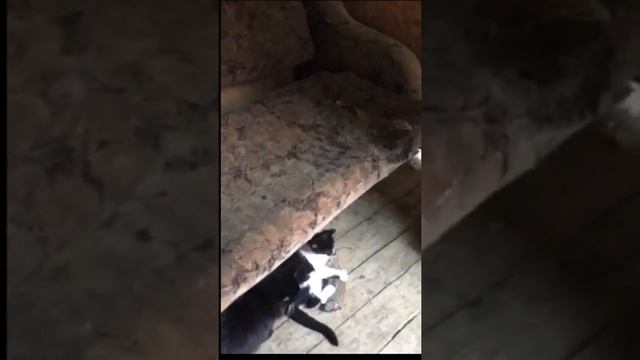 Прикол про котов - Юля крыса смотреть онлайн