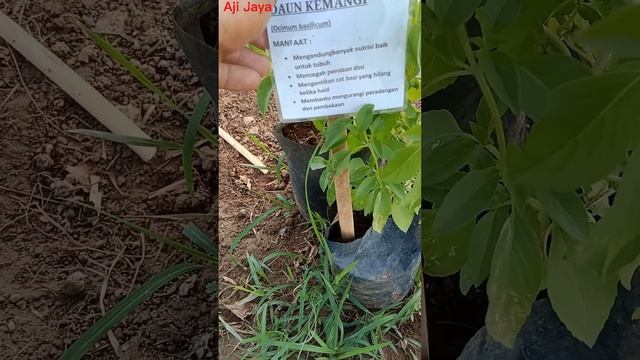 Ternyata Ini Manfaat Daun Kemangi @ Aji Jaya