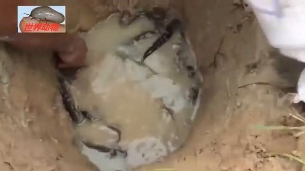 动物世界 惊人的扑鱼技术 挖坑扑鱼 收货挺大的 意外结果