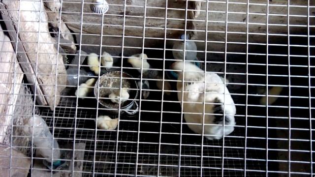 Квочка строила погром в цыплятнике смотреть онлайн