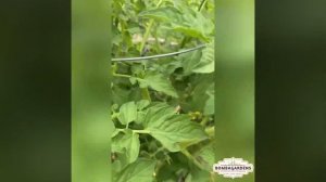 Cherokee Purple Tomatoes Growing at Home