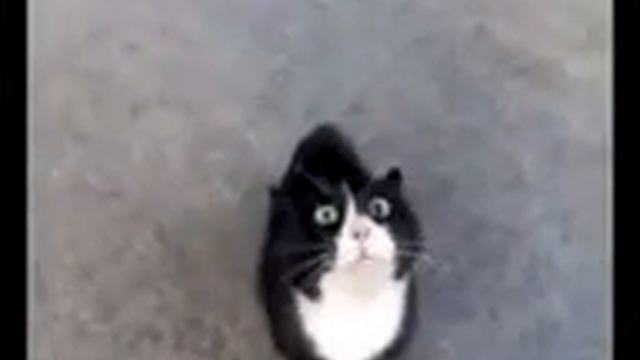 Борадачь. смотреть онлайн