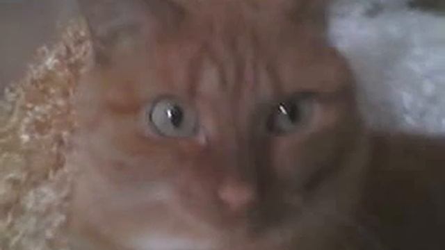 МОЙ КОТ ДИМА смотреть онлайн