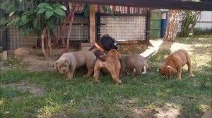 Староанглийский бульдог