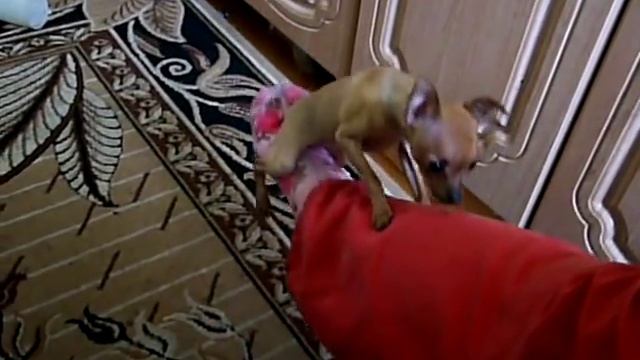 Чем бы собачка не тешилась(Than The Doggie Would Not Play)