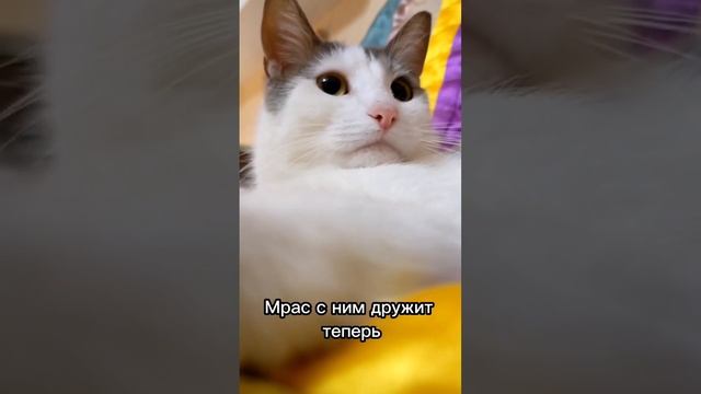 Мысли кота смотреть онлайн