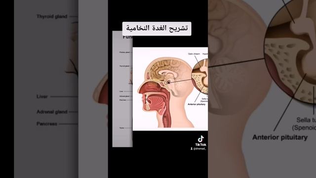 وظائف الغدة النخامية смотреть онлайн