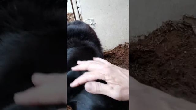 домашние животные--наши друзья. pets are our friends (часть 2) смотреть онлайн