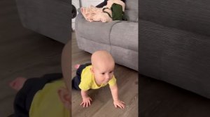 Черепаха Аха, Аха