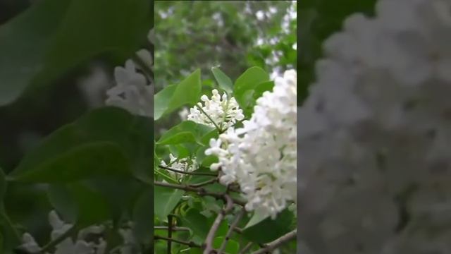 Сирени цветенье. Дмитрий Шлапак смотреть онлайн