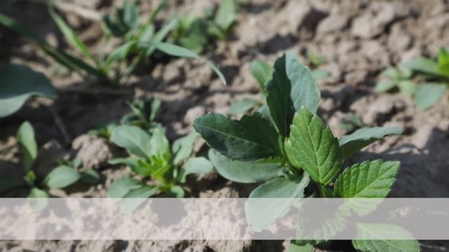 Pupų pasėlių apsauga nuo piktžolių ir kenkėjų, 20 savaitė смотреть онлайн