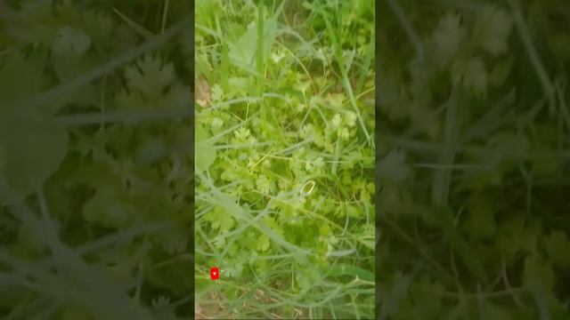 धनिया हर मौसम में смотреть онлайн