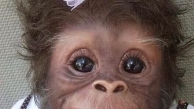 Интересные факты об обезьянах!🐵🐒 смотреть онлайн