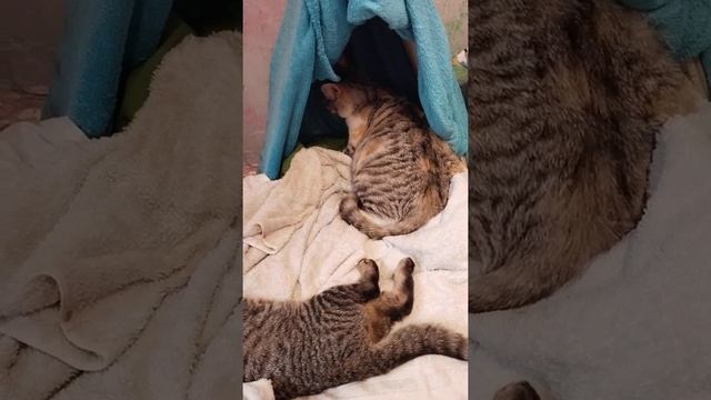 кошка рожает смотреть онлайн