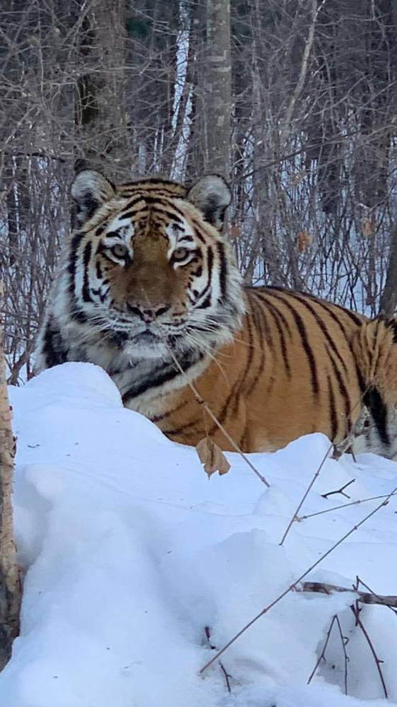 Встреча с тиграми – где-то в Хабаровском крае. Вот так и живём …