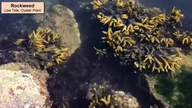 Waves and Rockweed смотреть онлайн