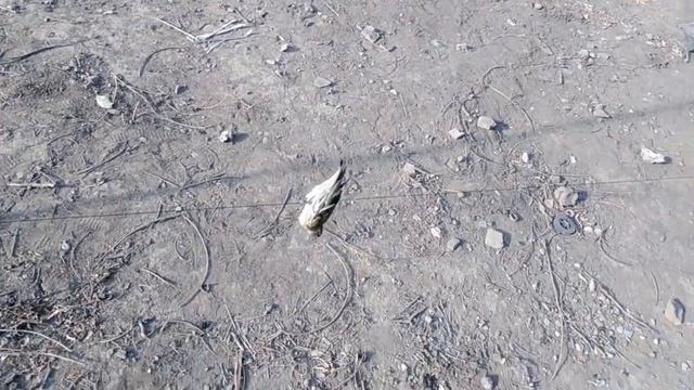 ловля чижей