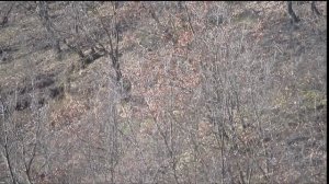 Удачная охота на шакала с манком.