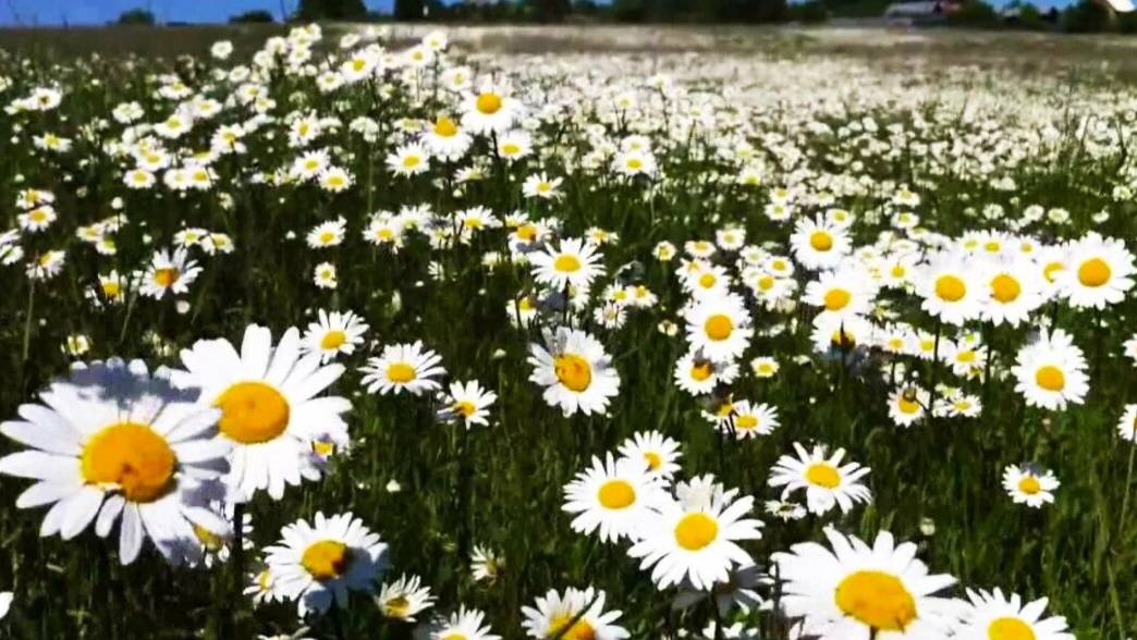 Зачем вы девушки красивых любите смотреть онлайн