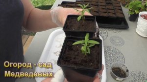 Линария (Льнянка) марокканская. Мое открытие в прошлом сезоне