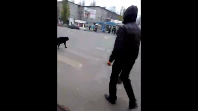 умная собачатина смотреть онлайн