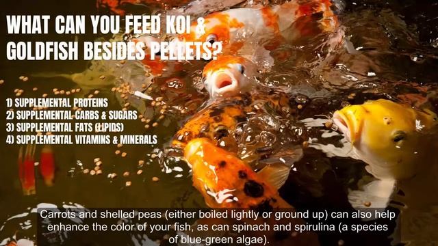 What Do Pond Fish Eat? (Natural & Supplemental Foods) смотреть онлайн
