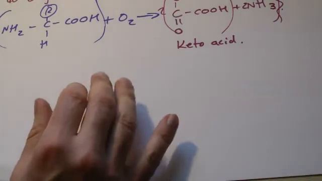 A2 Biology -Formation of urea смотреть онлайн