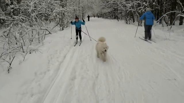 Сэмми- ездовая собака смотреть онлайн