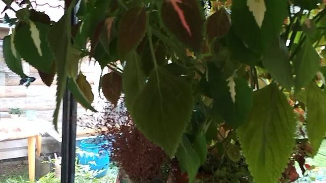 Остатки прежней роскоши. 18.09.2018 смотреть онлайн
