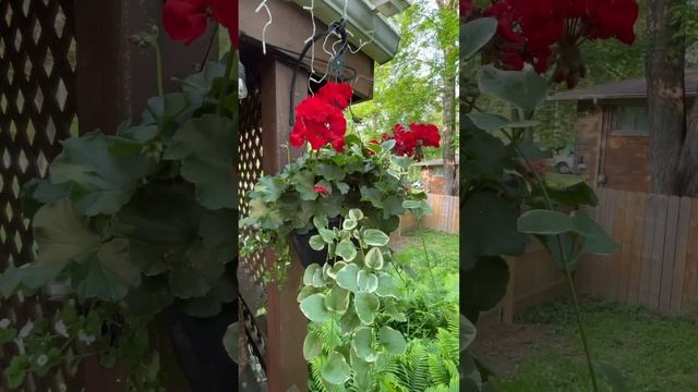 Красавица Герань.#pelargonium #geranium смотреть онлайн