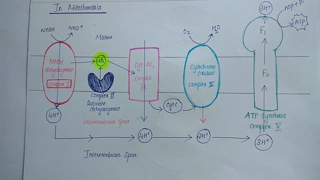 Plant mitochondrial electron transport chain смотреть онлайн