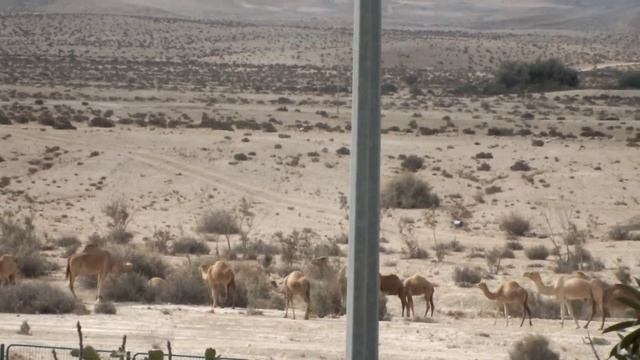 Пастух, продолжение