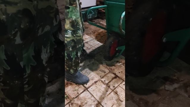 Ремонтирую пол в вольере у кроликов #кролики смотреть онлайн