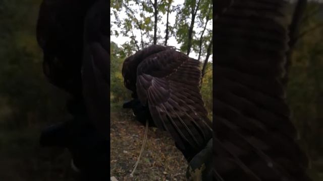 Дрессировка ястреба свободный полет 6 смотреть онлайн