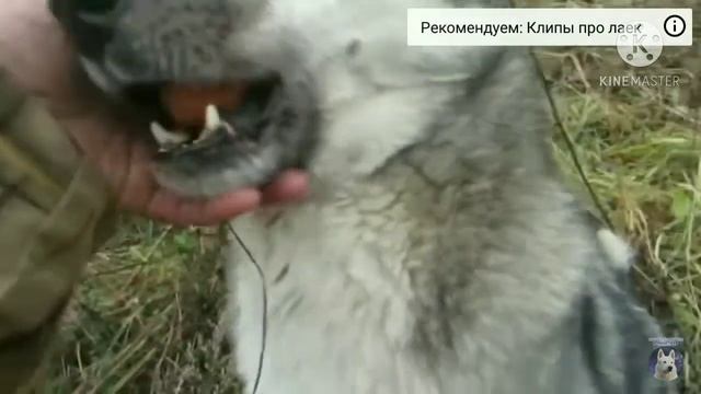 Собак утратил смысл жизни смотреть онлайн