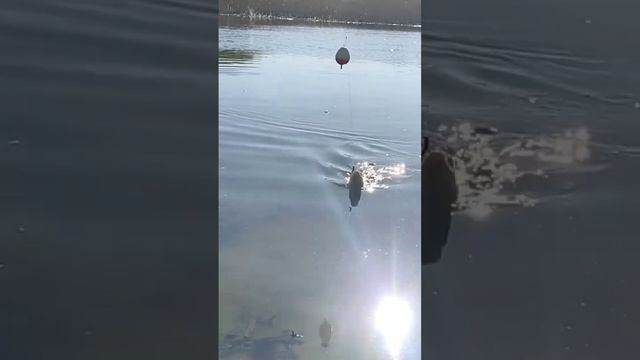 Лещ на Поплавок смотреть онлайн