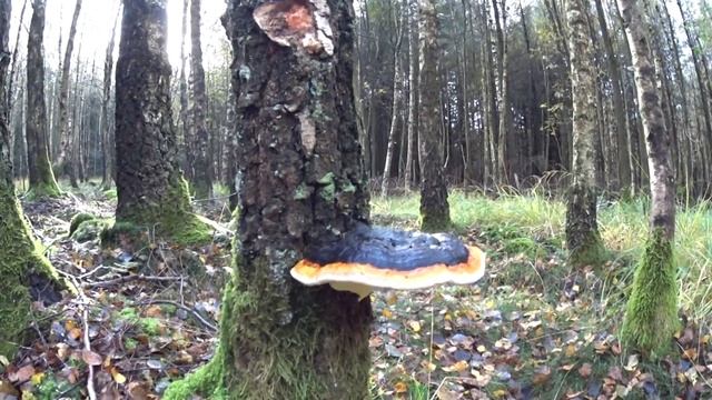 Грибыши пошли !!!!... смотреть онлайн