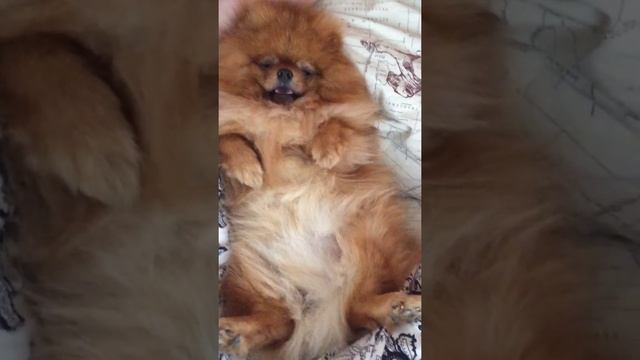 Шпиц просыпается;-) смотреть онлайн